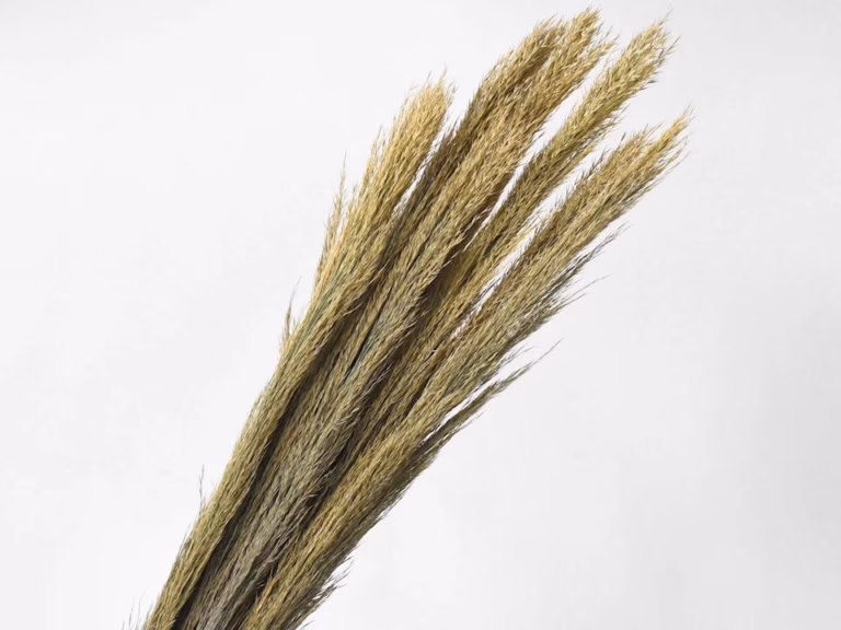 arundo-plumero-110cm