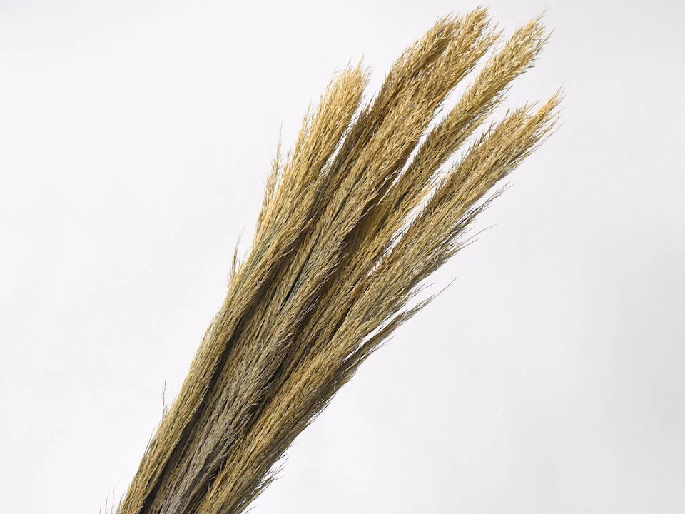 arundo-plumero-110cm