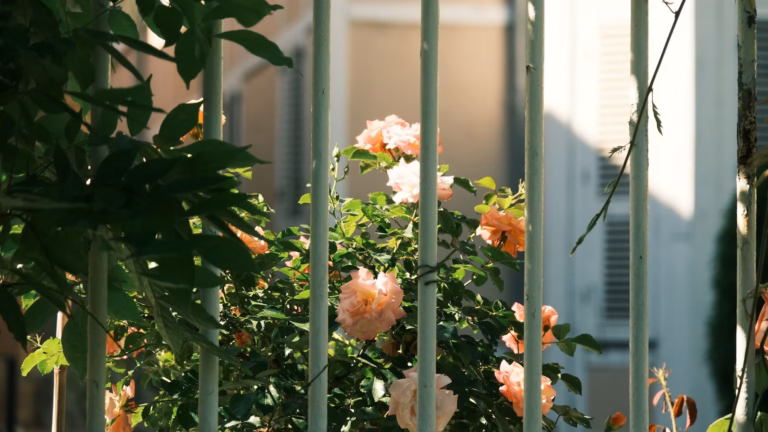 Tendances jardin